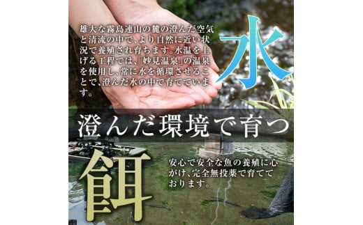 A5-034-RT ＜冷凍でお届け＞ 特別サイズ！霧島産うなぎ蒲焼き計380g以上(190g超×2尾)【田代水産】霧島市 うなぎ蒲焼 国産 鹿児島 うなぎ 鰻 ウナギ 高級 蒲焼き 蒲焼 かばやき タレ