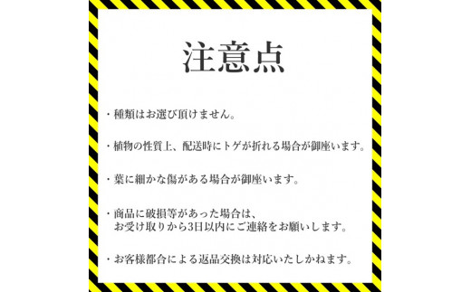 アガベ ポタトラム「キュービック」 5号黒鉢 数量限定 四国ガーデン 人気 多肉植物 インテリア 観葉植物 グリーン リラックス 初心者でも育てやすい｜C45