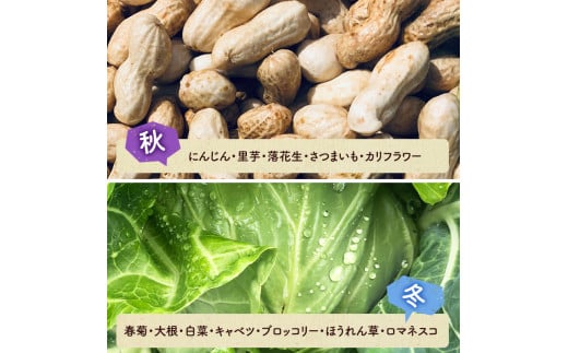 野菜セット 旬の採りたて 野菜 フルーツ 詰め合わせ セット 野菜詰め合わせ フルーツ詰め合わせ フルーツセット 季節の野菜 季節の果物 くだもの 果物 果樹 神奈川