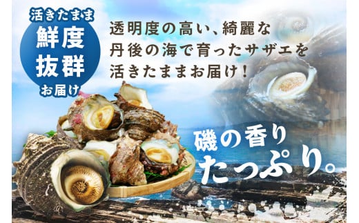 日時指定可【北畿水産　活きたまま発送】京丹後産さざえ1kg（10個から14個）　HK00156