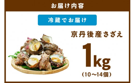 日時指定可【北畿水産　活きたまま発送】京丹後産さざえ1kg（10個から14個）　HK00156