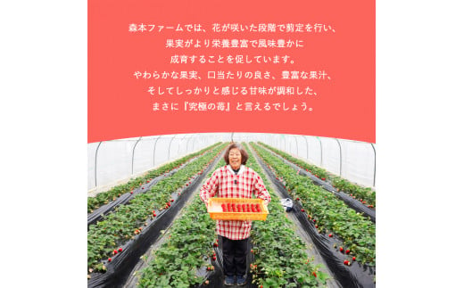 紅ほっぺ 400g（9〜12粒）【 べにほっぺ イチゴ 苺 いちご フルーツ 果物 農家直送 国産 贈答 贈り物 プレゼント お土産 綾部 京都 】