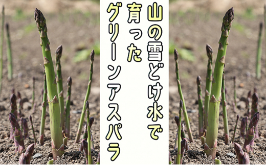 アスパラ 北海道 約1.5kg！朝採り 露地限定グリーンアスパラ（M・Sサイズ混合）［ほりぐち農園］※2025年5月中旬出荷開始先行予約 野菜 アスパラガス グリーンアスパラ 旬 とれたて お取り寄せ 産地直送 生産者直送