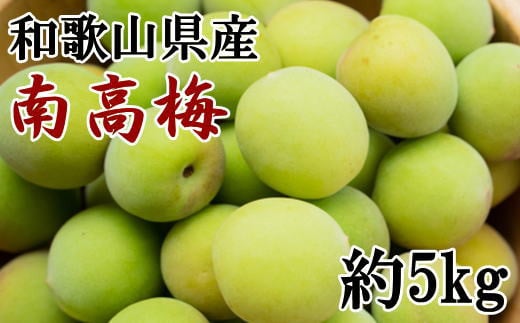 【和歌山名産】南高梅　約5kg（サイズ混合）　梅干し ウメ うめ　※2025年6月上旬～6月下旬頃に順次発送 【tec913A】