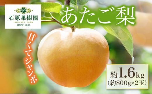 【終了】梨 2024年 先行予約 あたご梨 約800g×2玉 化粧箱 ナシ なし 岡山県産 国産 フルーツ 果物 ギフト 石原果樹園