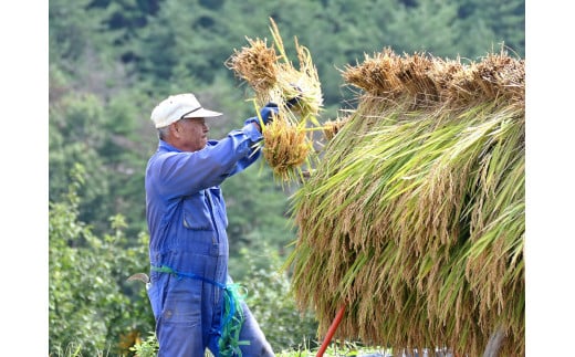 麻績村で収穫したお米