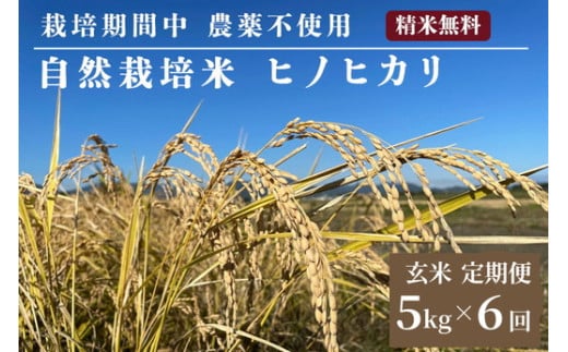 米 予約 令和7年産 定期便 6回 自然栽培米 ヒノヒカリ 玄米 5kg 米 予約 令和7年産 定期便 6回 自然栽培米 ヒノヒカリ 玄米 5kg