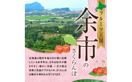 2025年発送【先行予約】令和7年産 佐藤錦【L～2Lバラ詰め】500g×2 【ニトリ観光果樹園】さくらんぼの王様 余市 北海道 フルーツ王国 さくらんぼ サクランボ 桜桃 佐藤錦 余市産さくらんぼ 人気さくらんぼ ニトリ