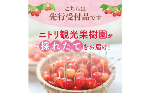 2025年発送【先行予約】令和7年産 佐藤錦【L～2Lバラ詰め】500g×2 【ニトリ観光果樹園】さくらんぼの王様 余市 北海道 フルーツ王国 さくらんぼ サクランボ 桜桃 佐藤錦 余市産さくらんぼ 人気さくらんぼ ニトリ