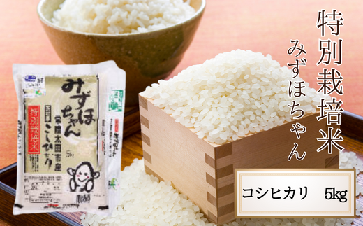 令和6年産 茨城県 常陸太田産 コシヒカリ5kg 特別栽培米 みずほちゃん　【常陸太田市 茨城県 良質米 森林 ミネラル 豊富 清らか 水 人気 】