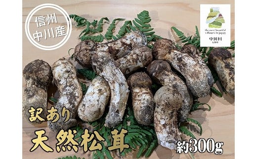 中川村の秋の味覚　松茸（訳あり）　約300g