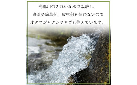 漢方米 白米 10kg こしひかり 漢方未来農法 漢方 【農薬/除草剤/化学肥料不使用】