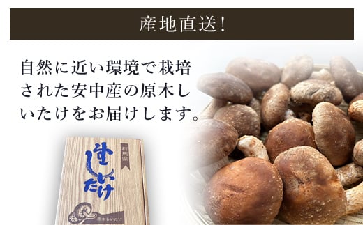 【先行予約】原木しいたけ【500ｇ】 ※数量限定  ANAR004 / しいたけ シイタケ 椎茸  野菜 きのこ キノコ 茸 数量限定 冬の味覚 国産 群馬県産 先行予約