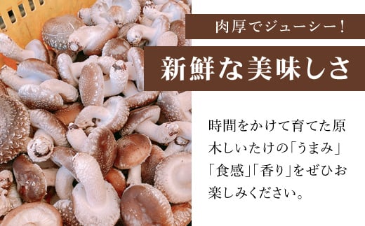 【先行予約】原木しいたけ【500ｇ】 ※数量限定  ANAR004 / しいたけ シイタケ 椎茸  野菜 きのこ キノコ 茸 数量限定 冬の味覚 国産 群馬県産 先行予約