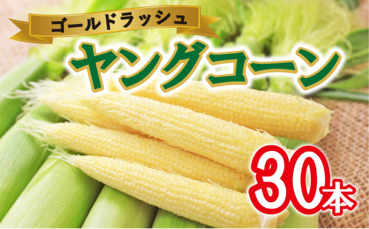 産地直送！新鮮朝採り  ヤングコーン  とうもろこし※離島への配送不可 ※着日指定不可