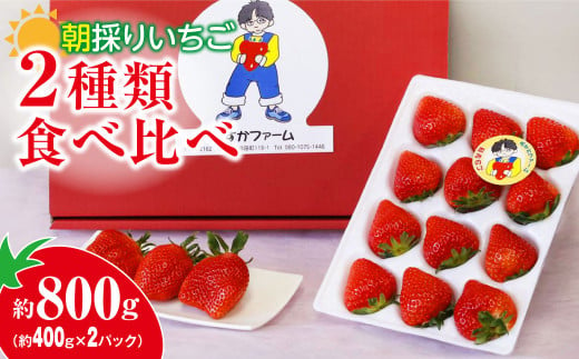 いちご 2種食べ比べ 400g × 2パック｜コク 甘み 朝採れ やよいひめ ななか 恋みのり あまおとめ あすかカルビー 贈答用 新鮮 完熟 いちご 旬 苺 ストロベリー 産地直送 果汁 あまい 人気 高評価 減農薬 美容 健康 旨味 高糖度 ごほうび 群馬県 前橋市 R5-70