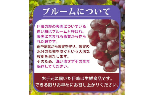 巨峰ぶどう約2kg　紀州和歌山産【2025年8月下旬以降発送予定】【UT88】