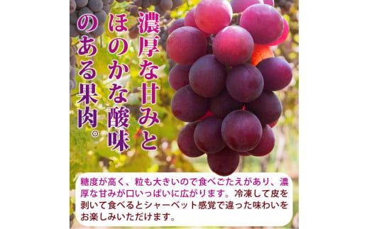 巨峰ぶどう約2kg　紀州和歌山産【2025年8月下旬以降発送予定】【UT88】