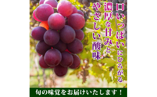 巨峰ぶどう約2kg　紀州和歌山産【2025年8月下旬以降発送予定】【UT88】