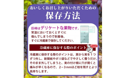 巨峰ぶどう約2kg　紀州和歌山産【2025年8月下旬以降発送予定】【UT88】