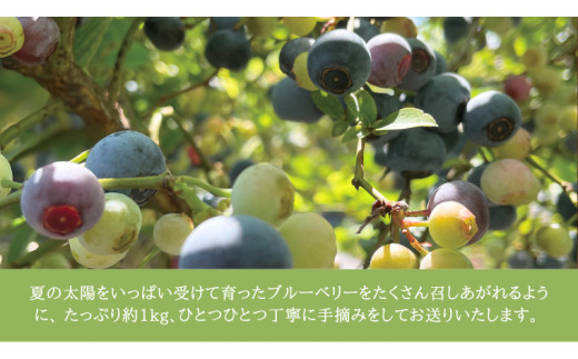 《 先行予約 》完熟 新鮮ブルーベリー 約1kg 【2024年6月下旬頃より発送開始】＜ 産地直送 ＞ ベリー 1kg  1キロ 甘い 甘酸っぱい 冷凍 大粒 おいしい 美味しい フルーツ 果物 くだもの おやつ 無農薬 農薬不使用 お取り寄せ お土産 贈り物 贈答 ギフト 国産 茨城 農園 