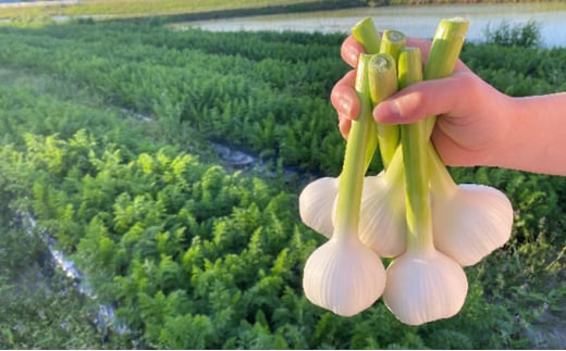 [№5533-0340]季節の野菜セット【栽培期間中　無農薬、無科学肥料】