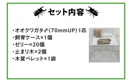 【産地おまかせ】【数量限定】オオクワガタオスのみ♂（オス70ミリup）飼育セット【クワガタ クワガタムシ カブトムシ 昆虫 虫 国産 飼育 セット 夏休み 自由研究 鹿嶋市 茨城県】（KBY-8）