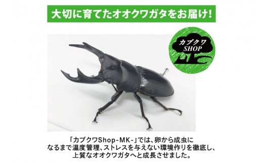 【産地おまかせ】【数量限定】オオクワガタオスのみ♂（オス70ミリup）飼育セット【クワガタ クワガタムシ カブトムシ 昆虫 虫 国産 飼育 セット 夏休み 自由研究 鹿嶋市 茨城県】（KBY-8）