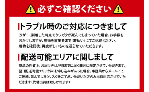 【産地おまかせ】【数量限定】オオクワガタオスのみ♂（オス70ミリup）飼育セット【クワガタ クワガタムシ カブトムシ 昆虫 虫 国産 飼育 セット 夏休み 自由研究 鹿嶋市 茨城県】（KBY-8）