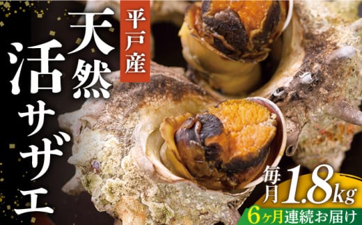 ＜全6回定期便＞【平戸産を活きたまま】天然活 サザエ 計10.8kg（約1.8kg×6回）平戸市 / ひらど新鮮市場 [KAB163]