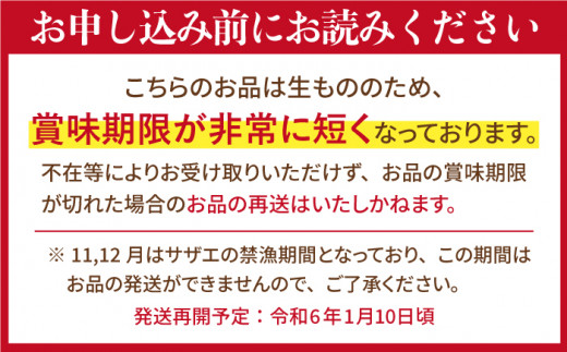 ＜全6回定期便＞【平戸産を活きたまま】天然活 サザエ 計10.8kg（約1.8kg×6回）平戸市 / ひらど新鮮市場 [KAB163]