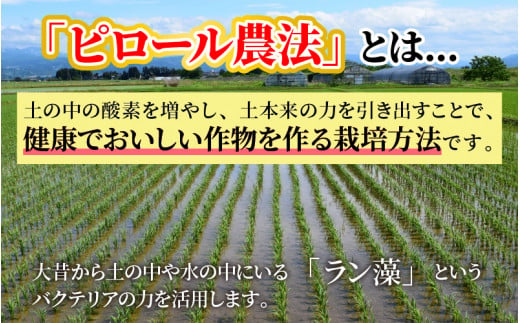 【令和6年産 新米】こだわりの米！弱アルカリ性のピロール米 こしひかり 玄米 5kg [A-009002]