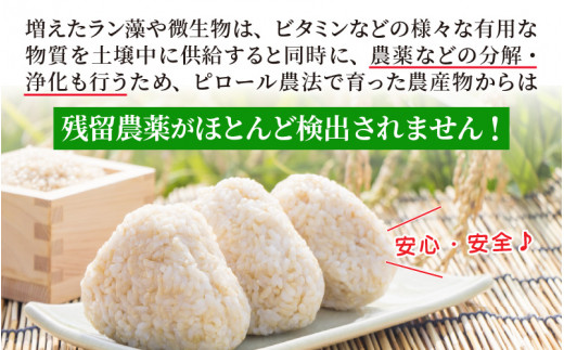 【令和6年産 新米】こだわりの米！弱アルカリ性のピロール米 こしひかり 玄米 5kg [A-009002]