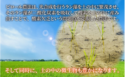 【令和6年産 新米】こだわりの米！弱アルカリ性のピロール米 こしひかり 玄米 5kg [A-009002]