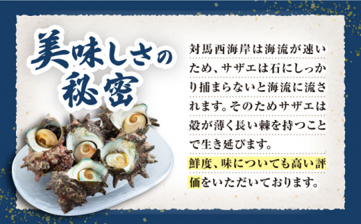 【先行日時予約】対馬産 活サザエ 5kg《対馬市》【保家商事】さざえ サザエ 刺し身 海鮮 魚貝 貝 海産物 [WAA033]