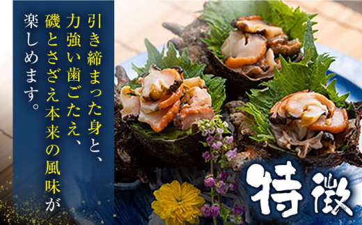 【先行日時予約】対馬産 活サザエ 5kg《対馬市》【保家商事】さざえ サザエ 刺し身 海鮮 魚貝 貝 海産物 [WAA033]