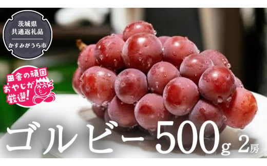 ゴルビー 500g ×2房【令和6年9月より発送開始】（茨城県共通返礼品：かすみがうら市産） ぶどう ブドウ 葡萄 果物 フルーツ 茨城県産