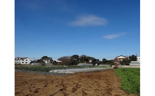 新鮮 旬の野菜セットLサイズ (約10~11品)