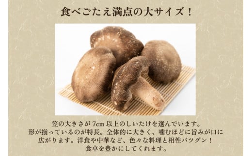 生しいたけ 大サイズ 約1kg（20～28個）《10月中旬から順次発送》 品評会で金賞受賞！ きのこ しいたけ 椎茸 食べ応えあるビッグサイズ 肉厚で旨味たっぷり！ 加茂市 青木農園