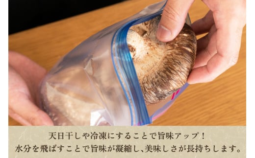 生しいたけ 大サイズ 約1kg（20～28個）《10月中旬から順次発送》 品評会で金賞受賞！ きのこ しいたけ 椎茸 食べ応えあるビッグサイズ 肉厚で旨味たっぷり！ 加茂市 青木農園