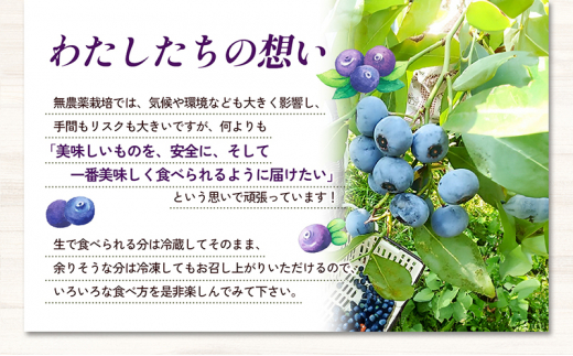 愛媛県砥部町産とれたて新鮮でお届け！生ブルーベリーおためしサイズ110ｇ×4パック　【期間限定～7/15まで】 冷蔵 甘い アントシアニン デザート フルーツ ヨーグルト スムージー 生 まるごと おやつ 今が旬[№5310-0238]