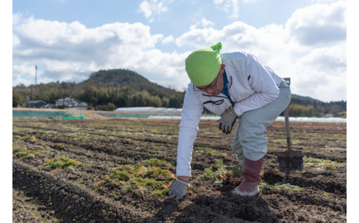 【予約商品】【広島県産 人参(10Kg)】野菜ジュースにも 甘い 農家直送 とれたて 新鮮【配送時期：11月上旬～2月下旬】