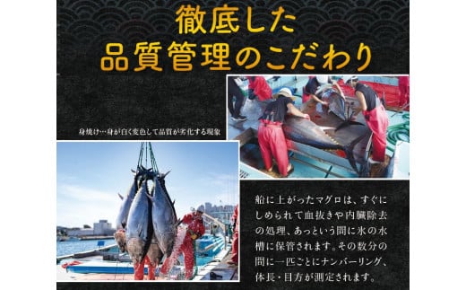 本マグロ（養殖）トロ＆赤身セット 240g 【12月発送】高級 クロマグロ  中トロ 中とろ まぐろ マグロ 鮪 刺身 赤身 柵 じゃばらまぐろ 本マグロ 本鮪【nks113B-12】