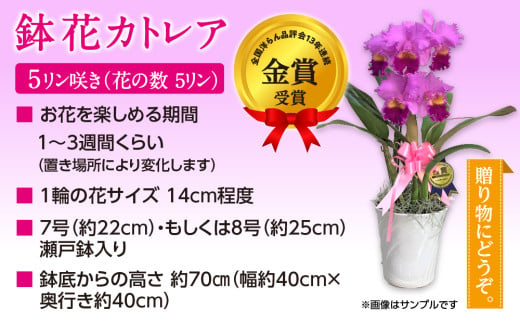 厳選カトレア鉢花 5輪咲コース 鉢花カトレア 5リン咲き 全国洋らん品評会13年連続金賞受賞 山野井洋蘭 カトレア