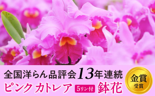 厳選カトレア鉢花 5輪咲コース 鉢花カトレア 5リン咲き 全国洋らん品評会13年連続金賞受賞 山野井洋蘭 カトレア