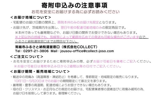 厳選カトレア鉢花 5輪咲コース 鉢花カトレア 5リン咲き 全国洋らん品評会13年連続金賞受賞 山野井洋蘭 カトレア