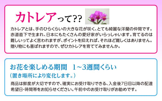 厳選カトレア鉢花 5輪咲コース 鉢花カトレア 5リン咲き 全国洋らん品評会13年連続金賞受賞 山野井洋蘭 カトレア