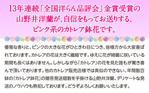 厳選カトレア鉢花 5輪咲コース 鉢花カトレア 5リン咲き 全国洋らん品評会13年連続金賞受賞 山野井洋蘭 カトレア