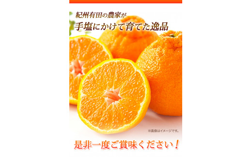 ＜先行予約＞【お味濃厚】紀州有田産のデコポン約5kg(18玉～24玉入り・青秀以上) 厳選館 《2025年1月下旬-4月上旬頃出荷》和歌山県 日高川町 デコポン でこぽん 柑橘 果物 フルーツ 送料無料