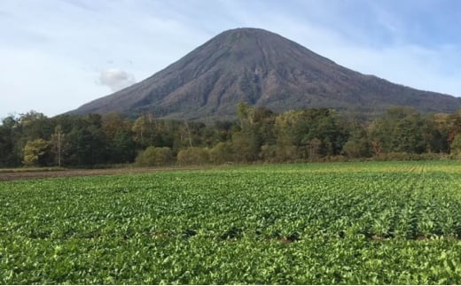 北海道産とうもろこし〈めぐみ〉2Lサイズ11本 山田農場 ［京極町］野菜 果物 とうもろこし とうきび スイートコーン 北海道 料理